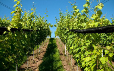 Weinfest